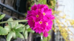 Primula denticulata (light red) - 8cm pot 